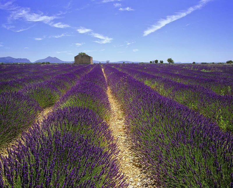 ทิวทัศน์สดใส...ที่ Tuscany อิตาลี