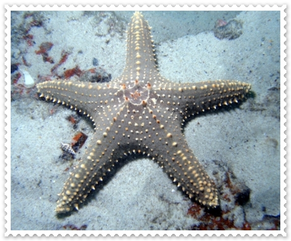  ♥ Sea Star ♥