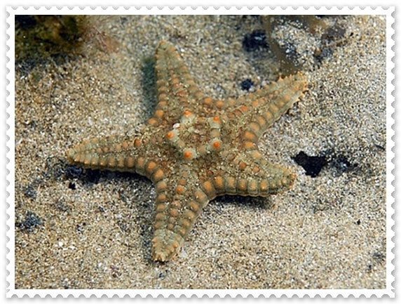  ♥ Sea Star ♥