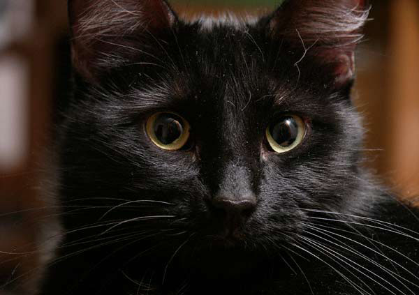 Black Cats .•°•.° ღღღ