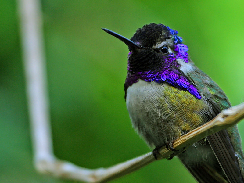 Cute Birds .•°•.ღ