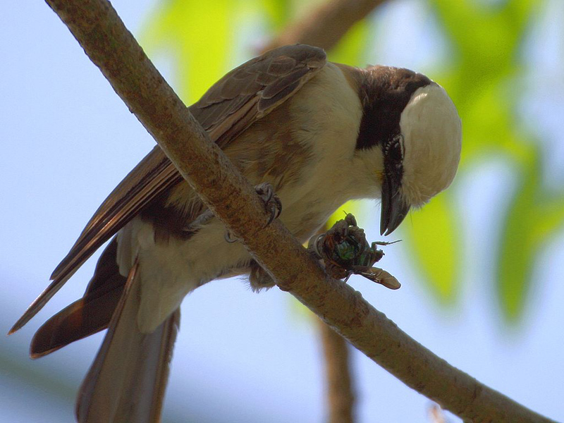 Cute Birds .•°•.ღ