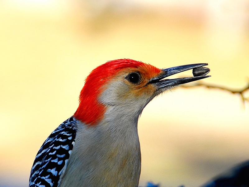 Cute Birds .•°•.ღ