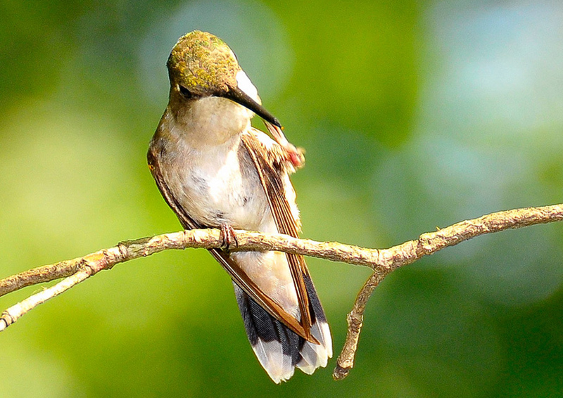 Cute Birds .•°•.ღ