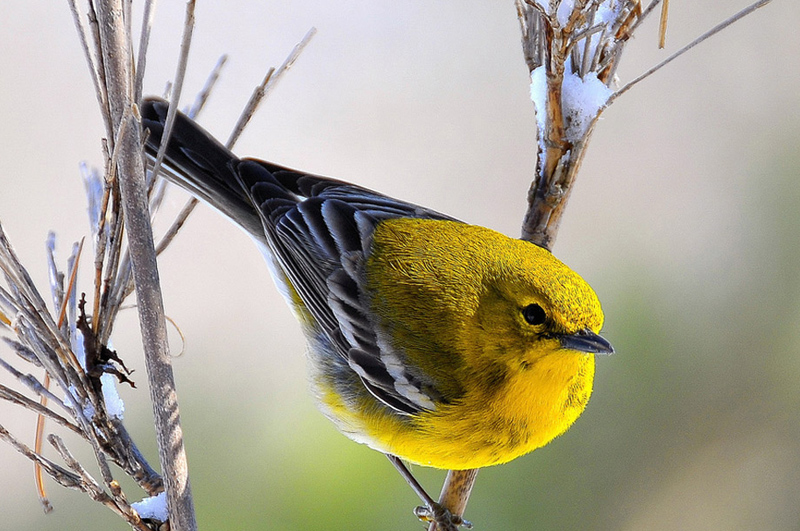 Cute Birds .•°•.ღ