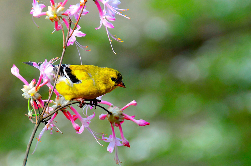 Cute Birds .•°•.ღ