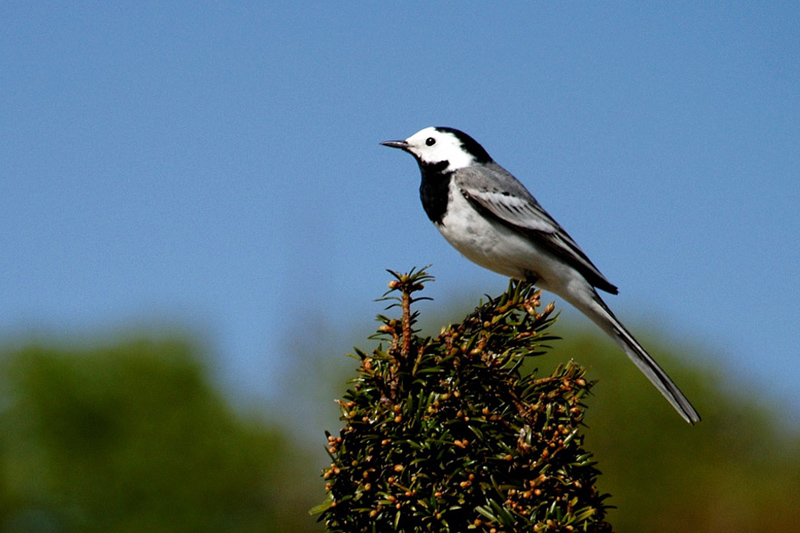 Cute Birds .•°•.ღ