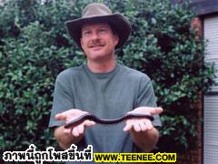 กิ้งกือทีใหญที่สุดในโลก : African giant black millipede 38.7 เซนฯ 