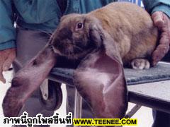 หูกระต่ายที่ยาวที่สุดในโลก : Nipper