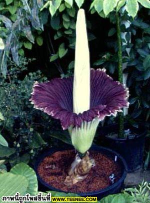 Amorphophallus titanum หรือดอกไม้ศพ จากพืชตระกูล "บัวผุด" (Rafflesia) 