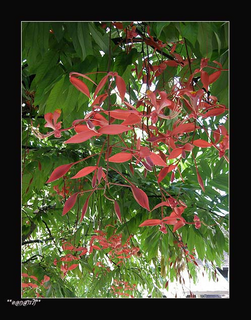 โสกระย้า (Amherstia nobillis) โสกระย้า อโศกระย้า หรือ โสกสาย