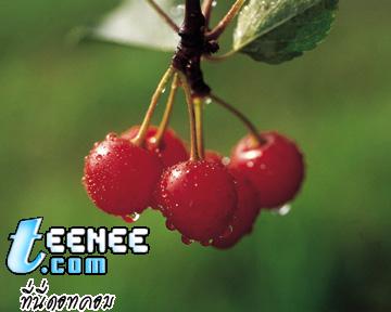 cherry ลูก แด๊ง แดง