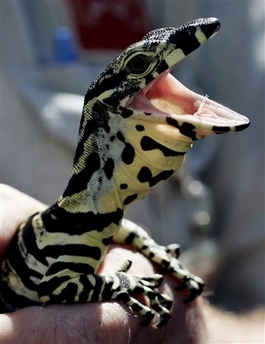 baby Goanna