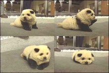 It is a dog...not a Panda!