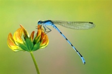 แมงปอ ( Dragonfly ) มาแล้วจ้า