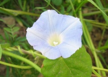 Morning Glory หรือ ดอกผักบุ้งฝรั่ง