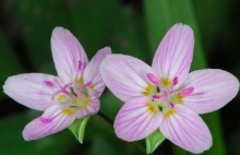 ดอก Claytonia