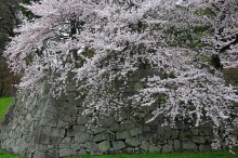 ปราสาท Hikone ในฤดูใบไม้ผลิ