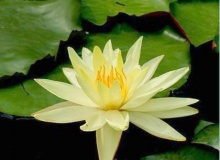 .. Lotus .. \(0^◇^0)/ 