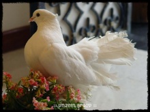 The Elegance of Royal Pigeons