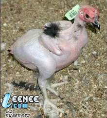 นานา..สารพันน้องไก่...กุ๊กกุ๊ก...ค่ะ