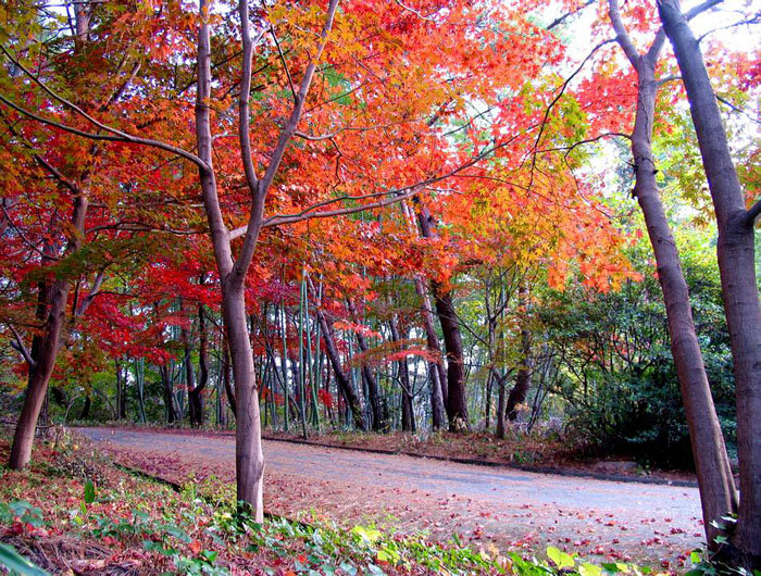 Autumn Scenery ภาพฤดูใบไม้ร่วงสวยๆ