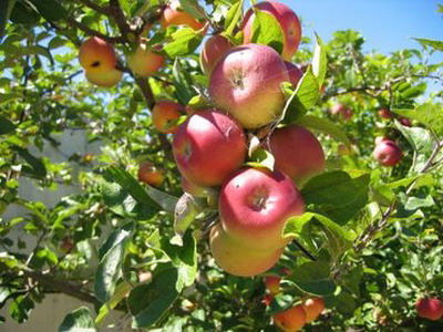 แอปเปิ้ลสดๆจากต้น