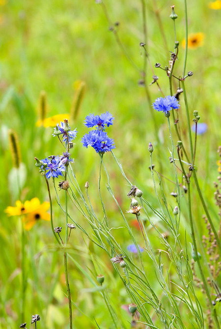 Glorious Flowers #1