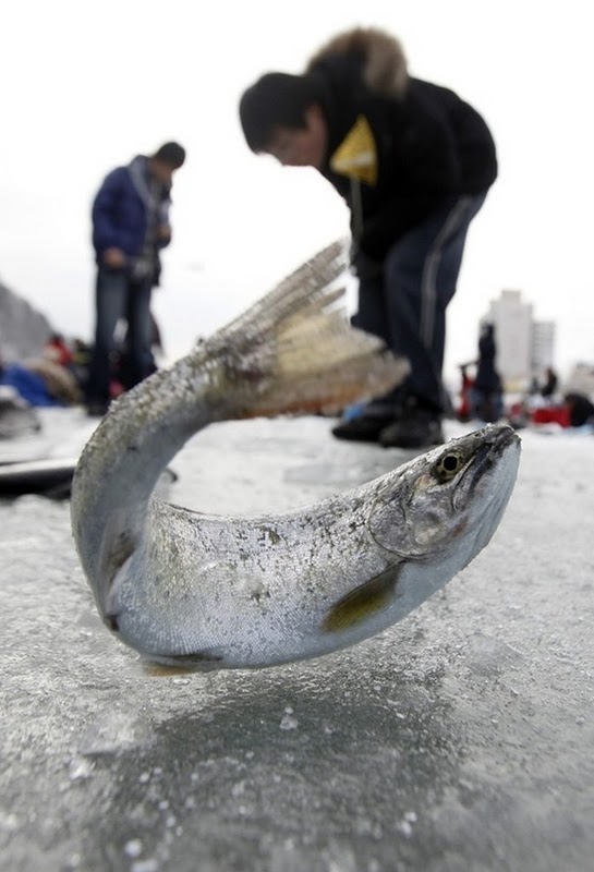 Festival Of Fishing Under Ice In South Korea