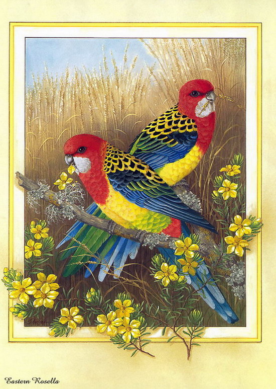 Beautiful Bird Paintings
