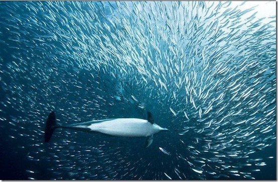 สัตว์โลกในท้องทะเล