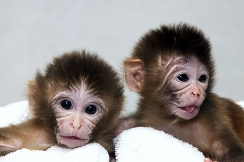 ฮาๆกับลูกลิงน่ารัก