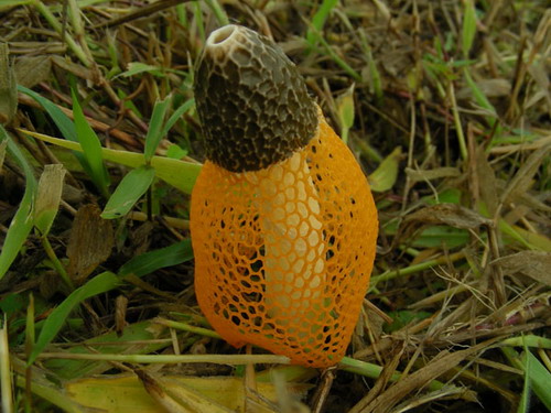 เห็ดร่างแห (Dictyophora indusiata) 