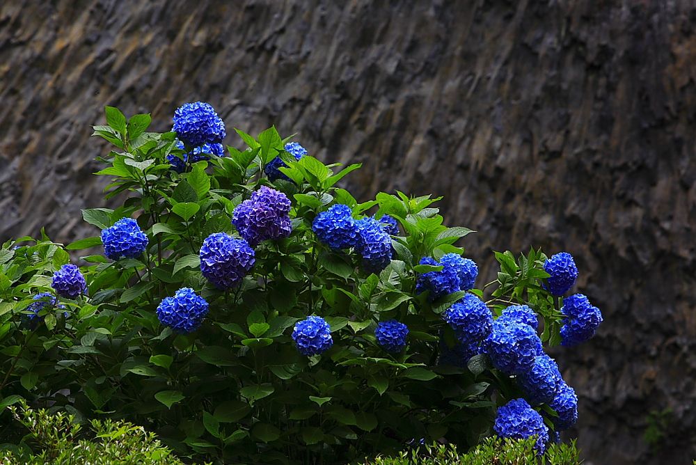 สวนดอก Hydrangea