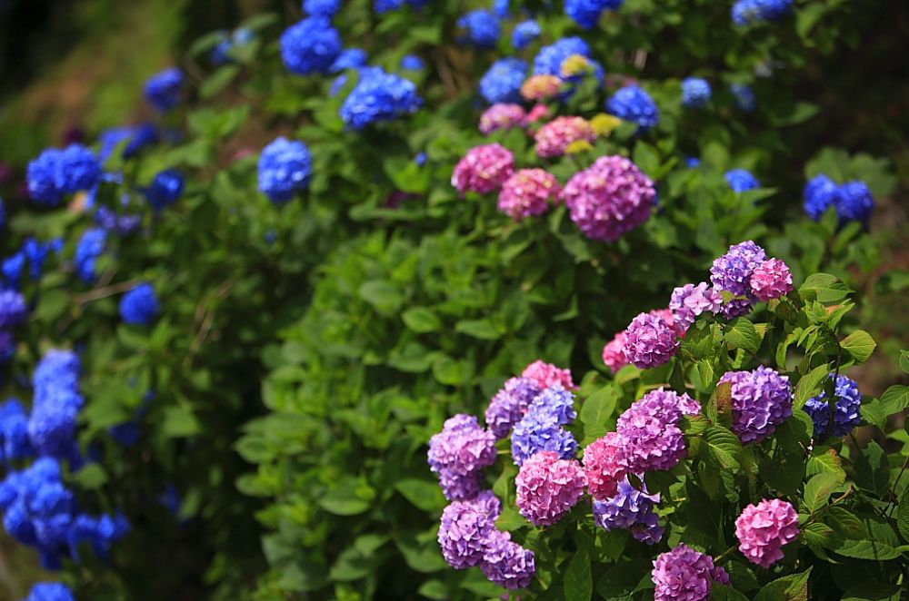 สวนดอก Hydrangea