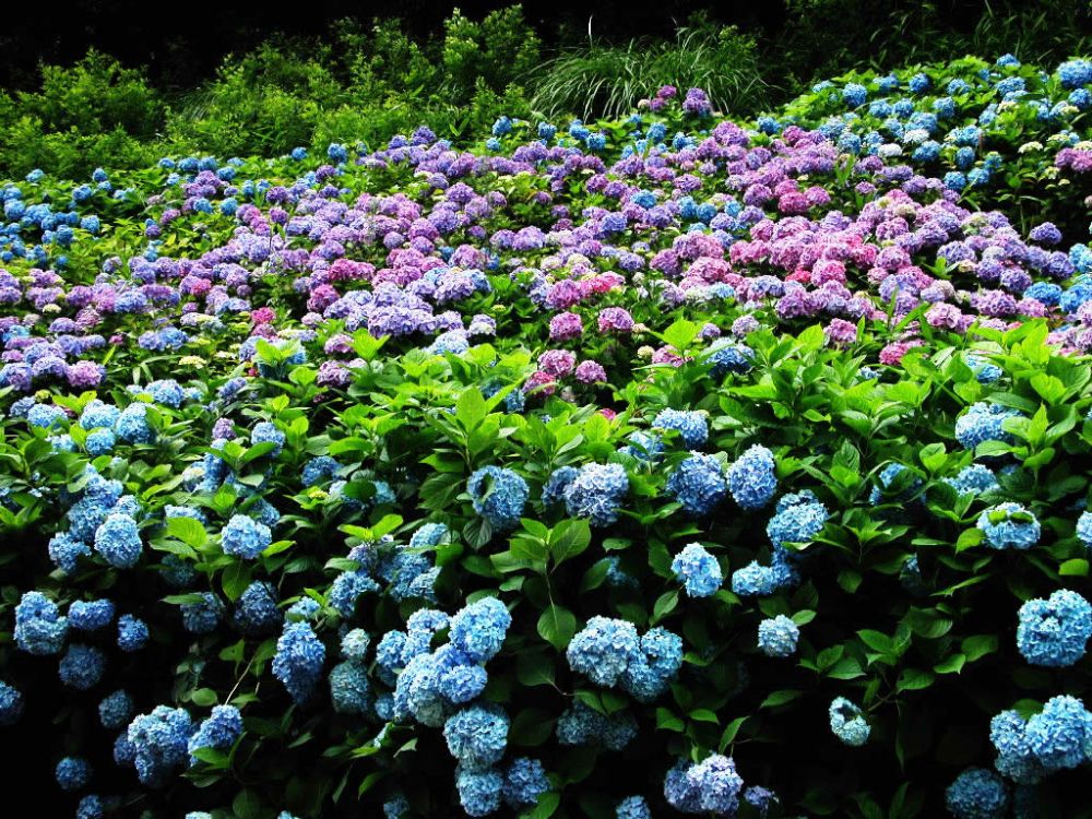 สวนดอก Hydrangea