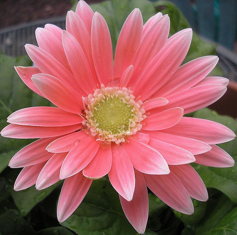 ดอก Gerbera 