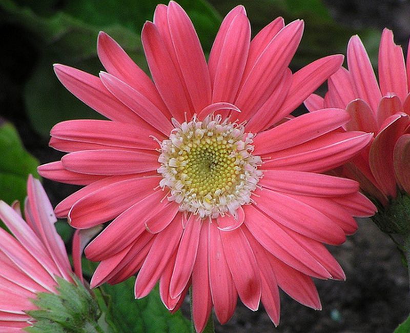 ดอก Gerbera 