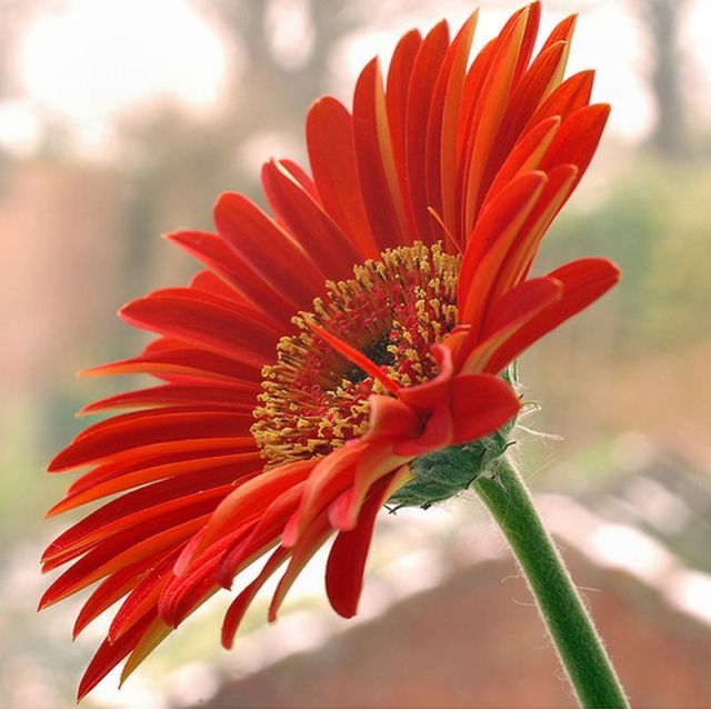 ดอก Gerbera 