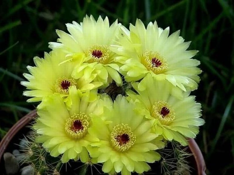 ตะบองเพชร ( Cactus )
