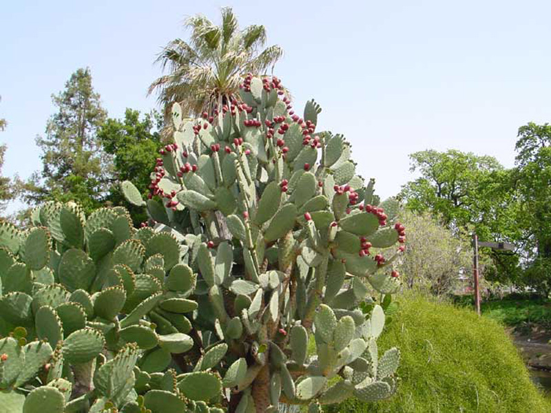 ตะบองเพชร ( Cactus )