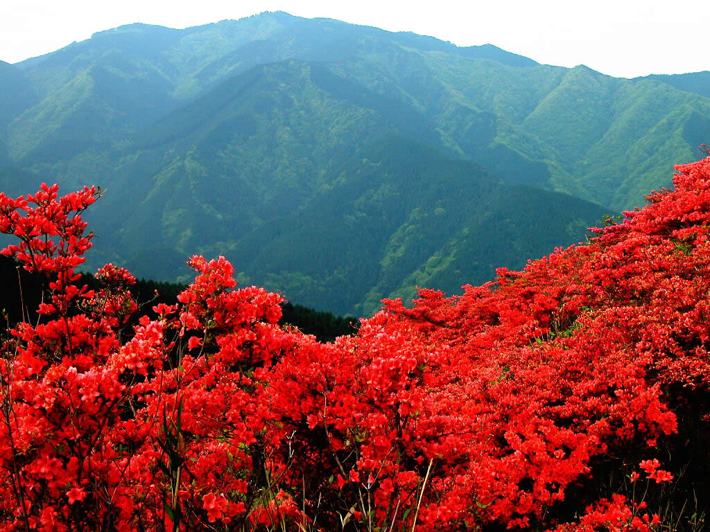 ภูเขาสีแดง....ด้วยดอก Azalea