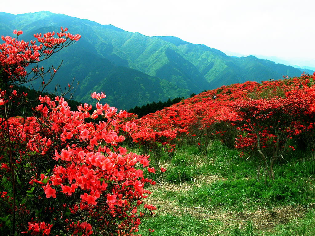 ภูเขาสีแดง....ด้วยดอก Azalea