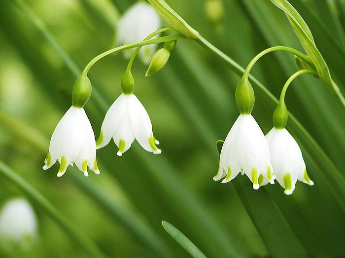 Lily of the valley ความสุขที่หวนคืนมา.•°•.° ღღღ  2