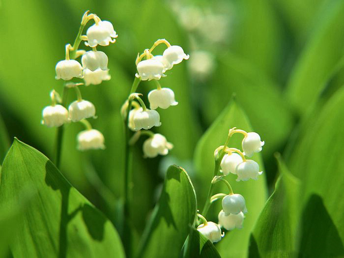 Lily of the valley ความสุขที่หวนคืนมา.•°•.° ღღღ  2