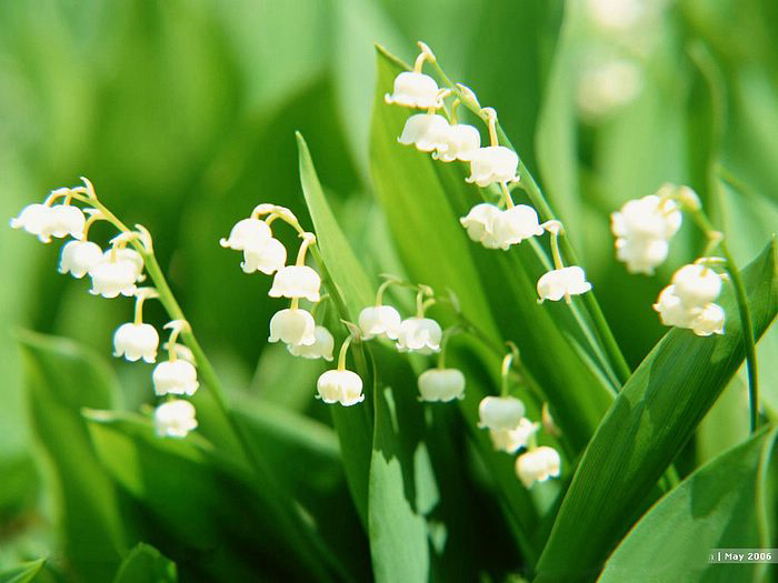 Lily of the valley ความสุขที่หวนคืนมา.•°•.° ღღღ  2