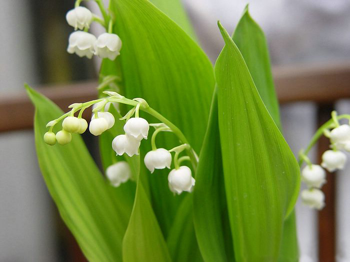 Lily of the valley ความสุขที่หวนคืนมา.•°•.° ღღღ  2