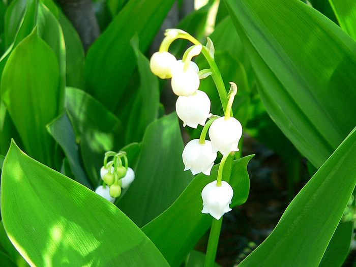 Lily of the valley ความสุขที่หวนคืนมา.•°•.° ღღღ  2