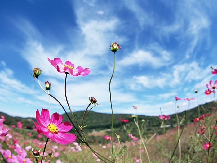 Cosmos Flower .•°•.° (o^.^o) 2