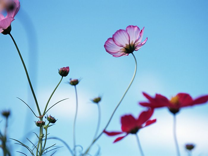 Cosmos Flower .•°•.° (o^.^o) 2